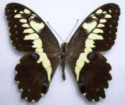 Papilio demodocus aberration2 (Internet Image property of respective owner, non-commercial use only)